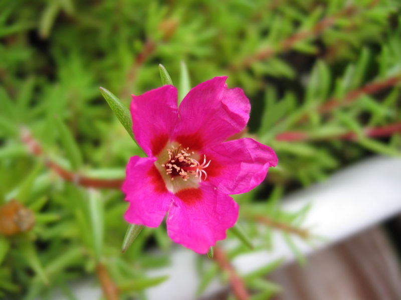 moss rose